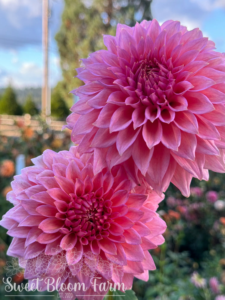 Wyn's Pink Pearl