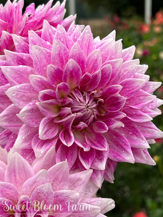 BJ's Dusty Rose