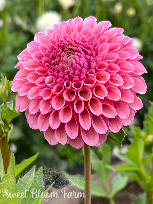 Bracken Rose