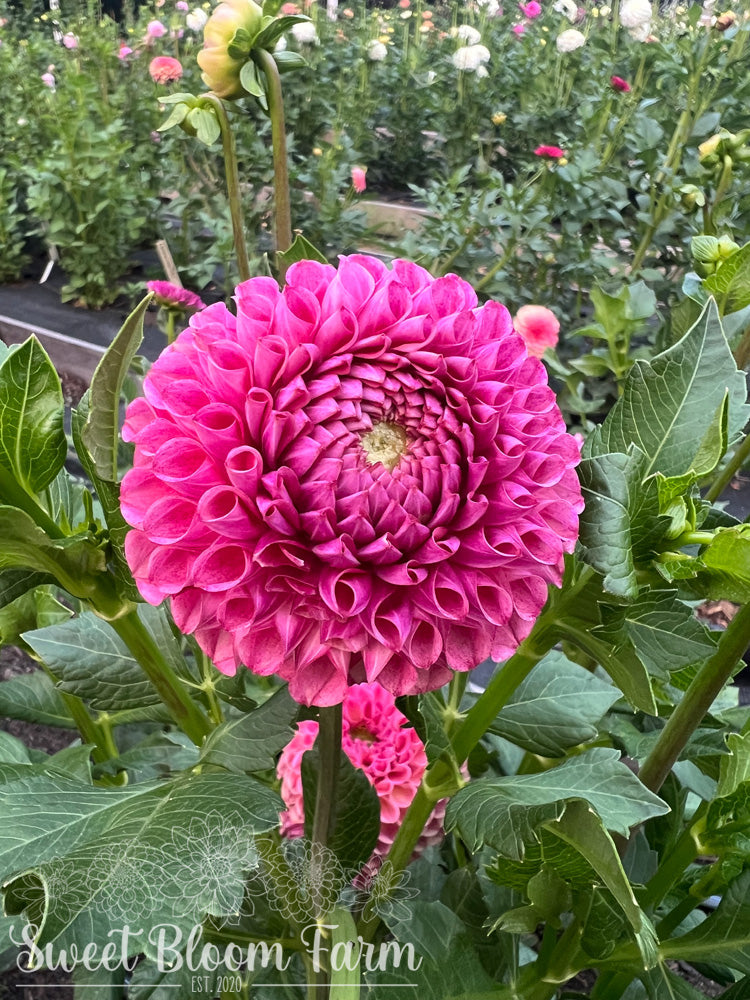Caitlin's Joy (B Grade)