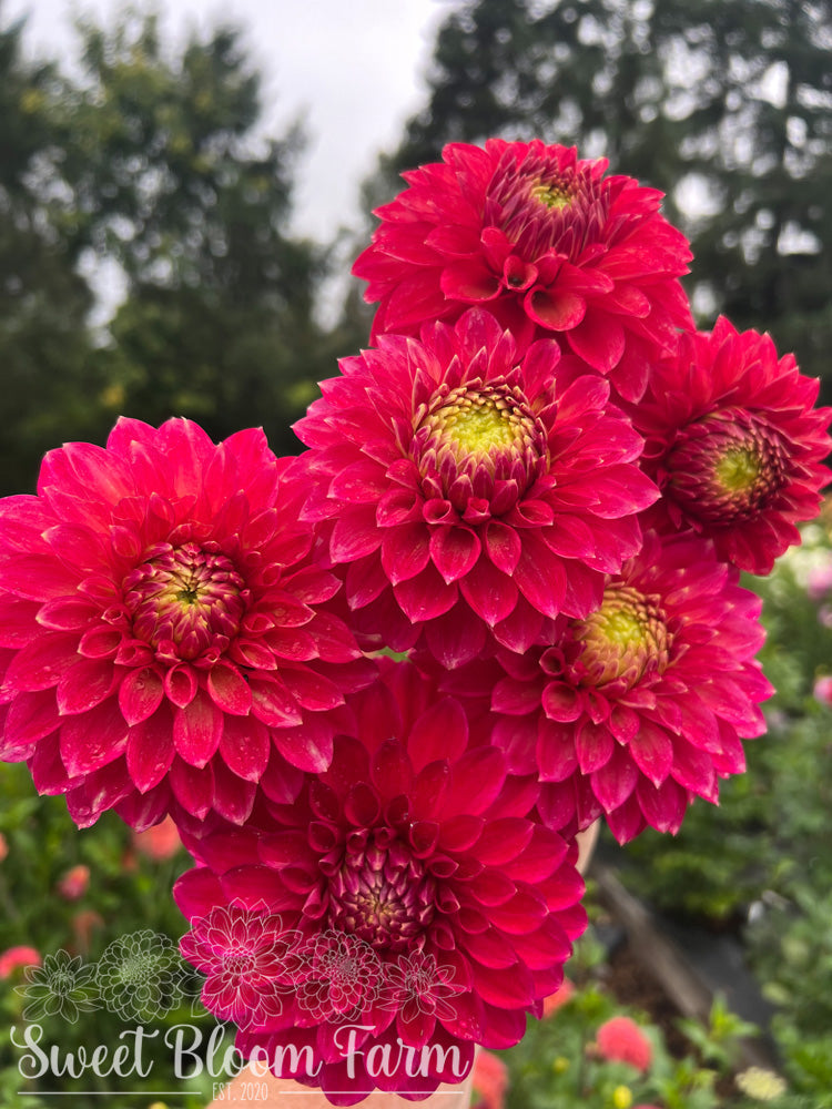 Camano Mystery