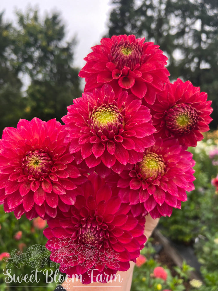 Camano Mystery