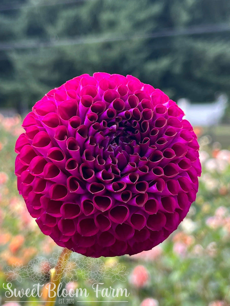 Chimacum del Blomma