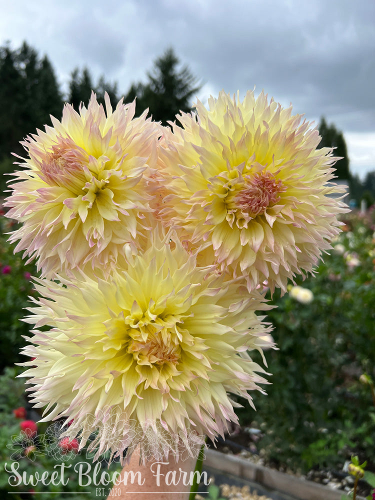 Citron du Cap Sweet Bloom Farm