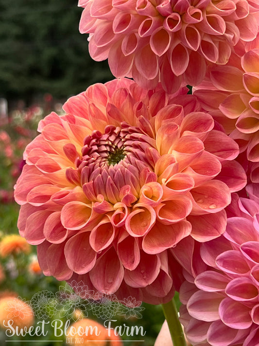 Clearview Peachy (B Grade)