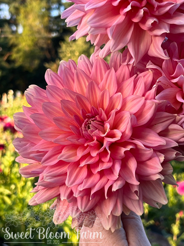 Connecticut Coral