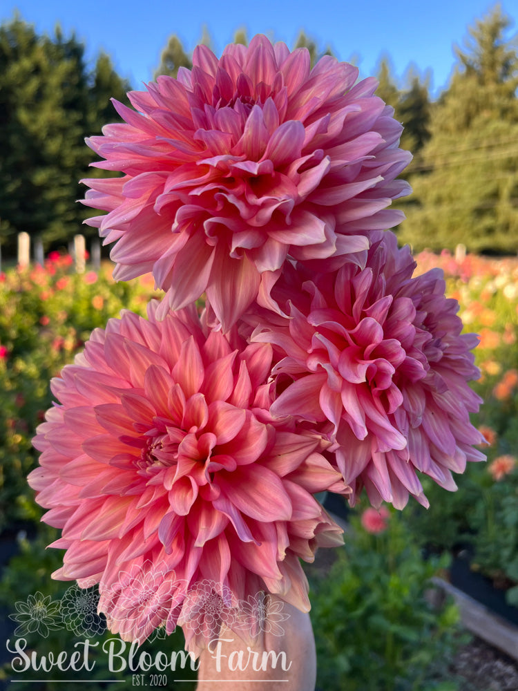 Connecticut Coral