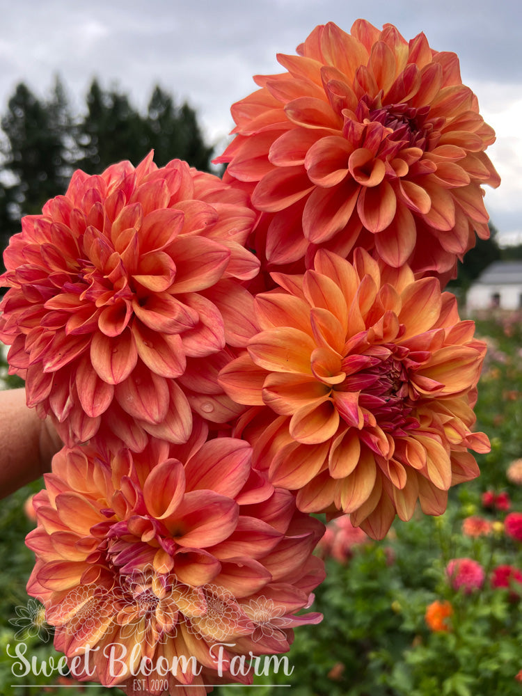 Ferncliff Copper