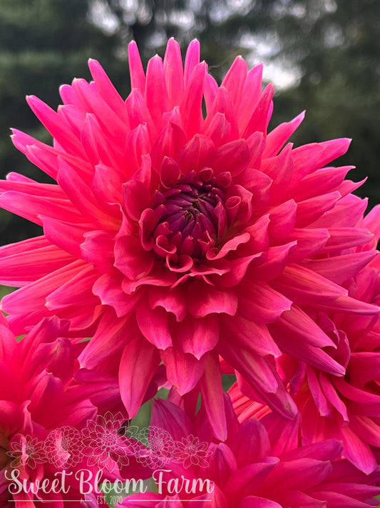 Fire Magic (B Grade)