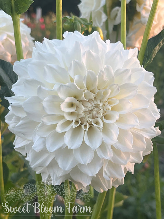 Irish Ruffles (B Grade)