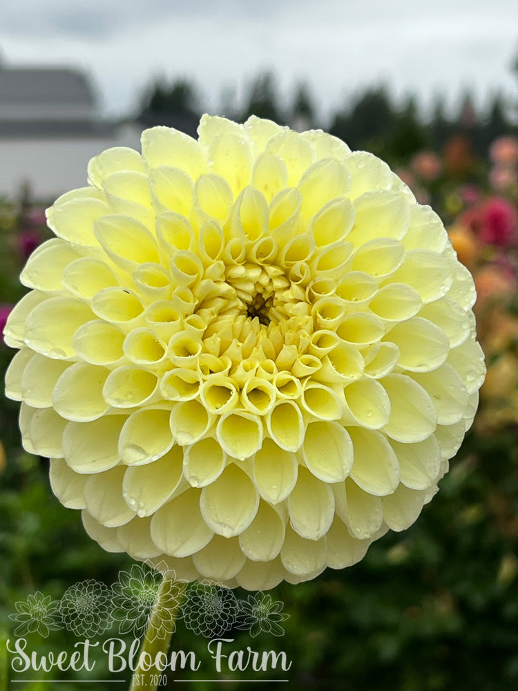 MM Buttercream (B Grade)