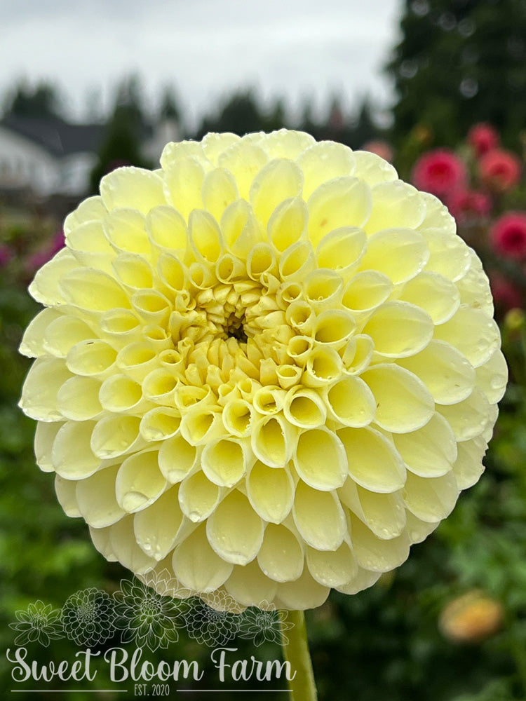 MM Buttercream (B Grade)