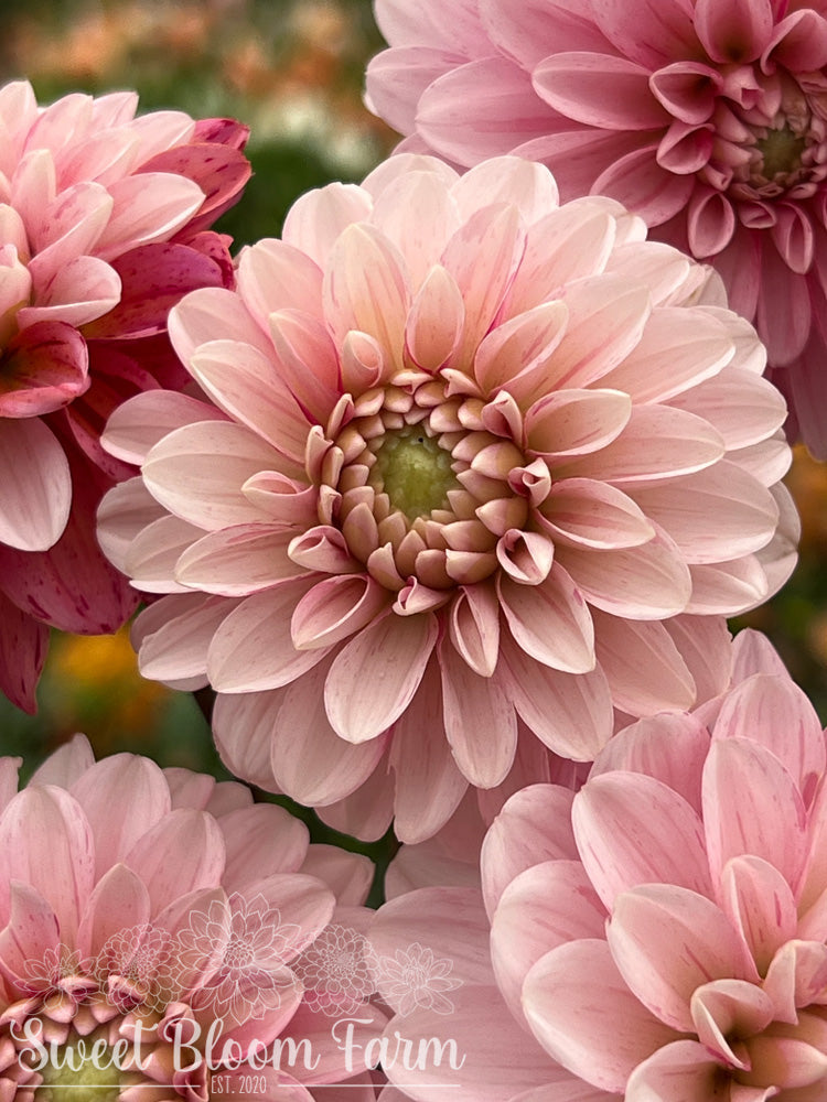 Strawberry Cream