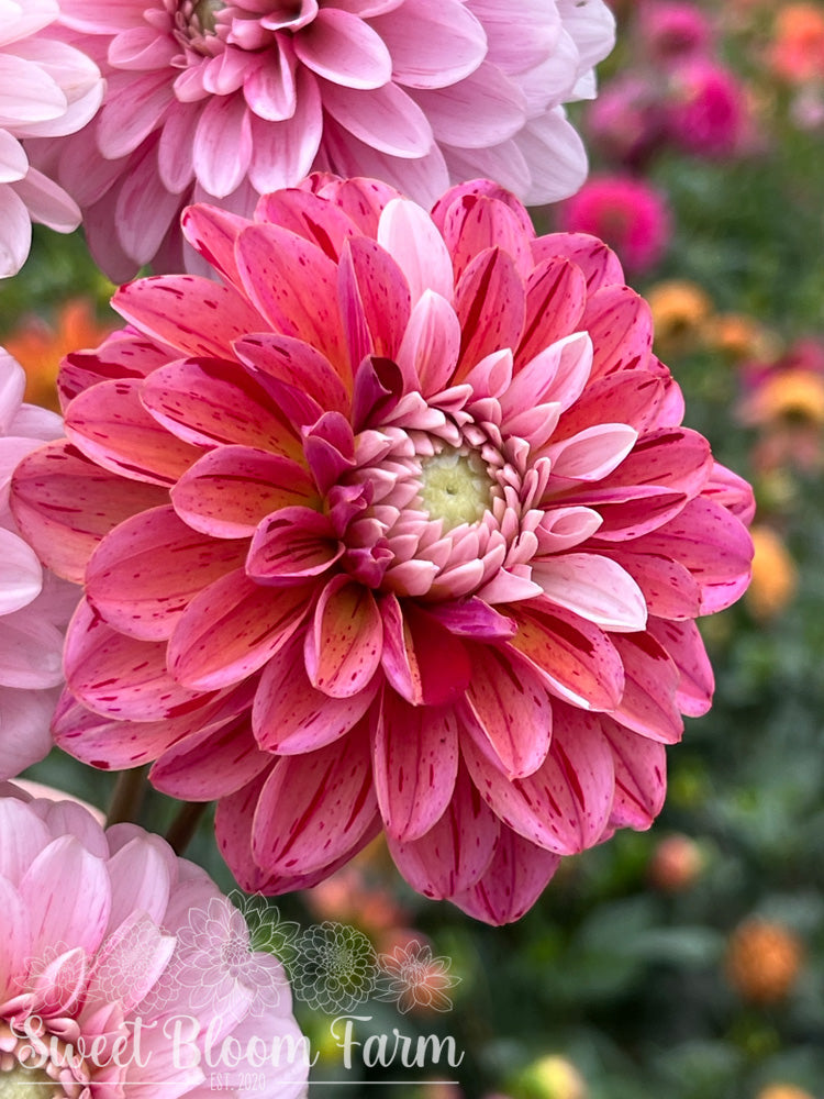 Strawberry Cream