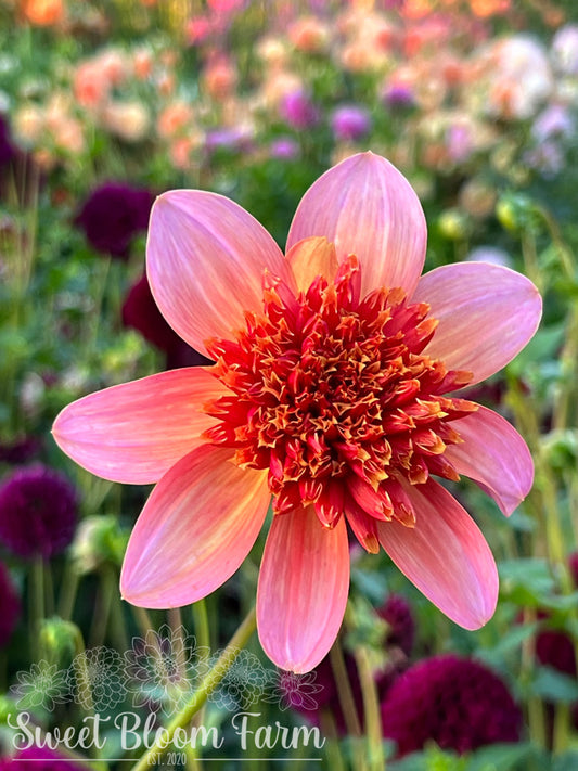 Totally Tangerine (B Grade)