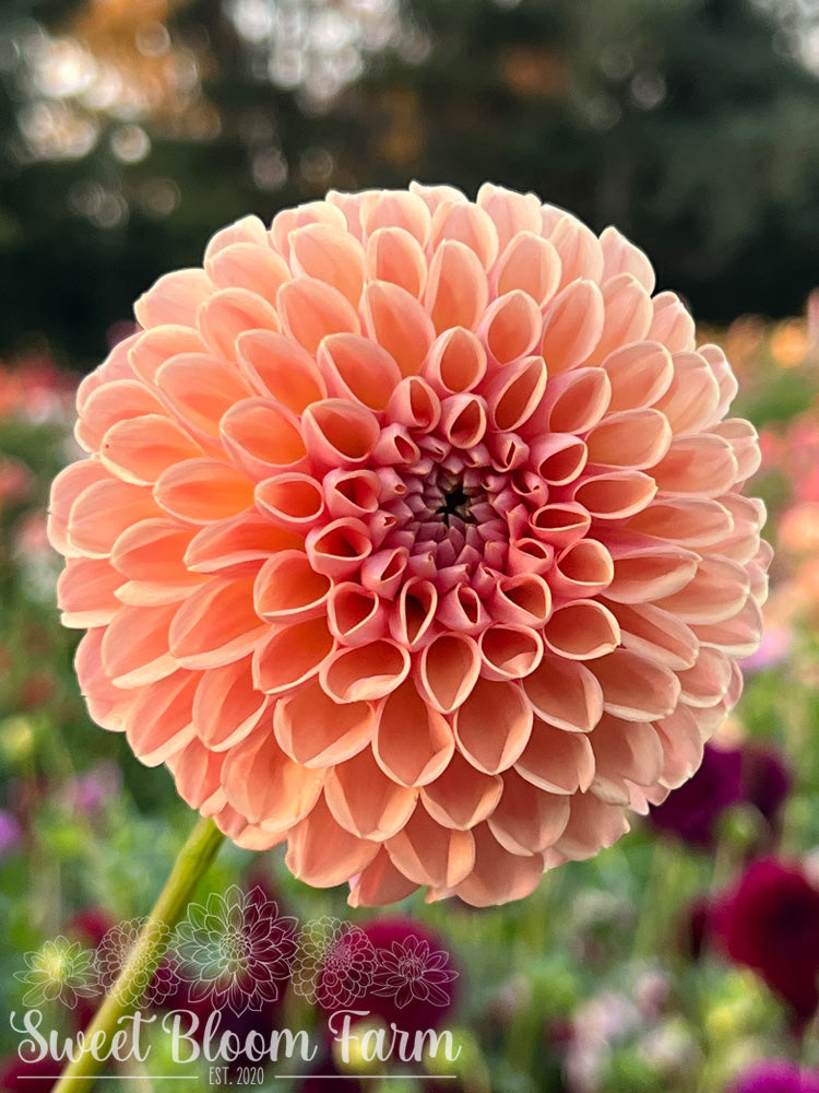 Valley Tawny (B Grade)