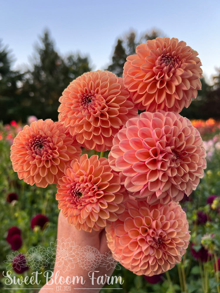 Valley Tawny (B Grade)
