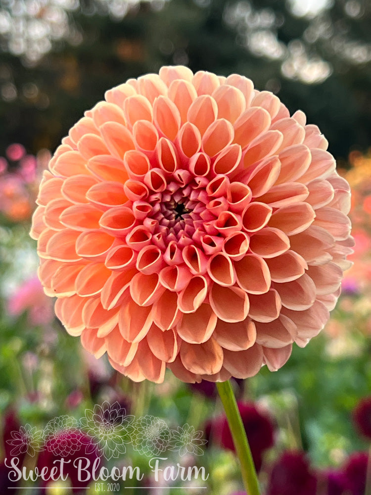 Valley Tawny (B Grade)