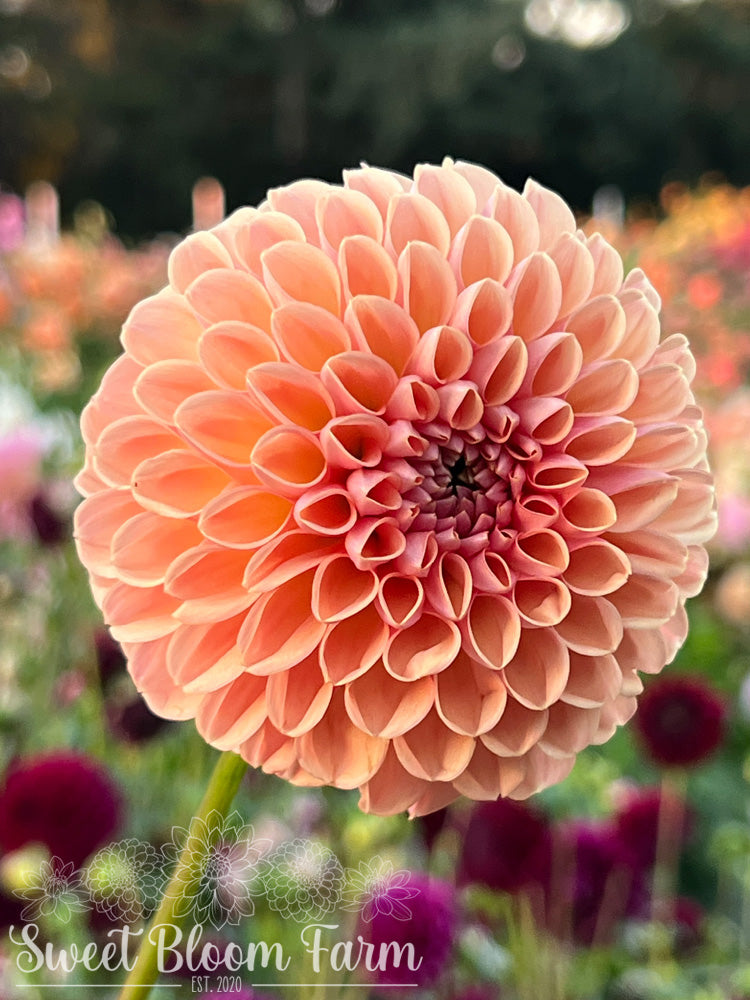 Valley Tawny (B Grade)
