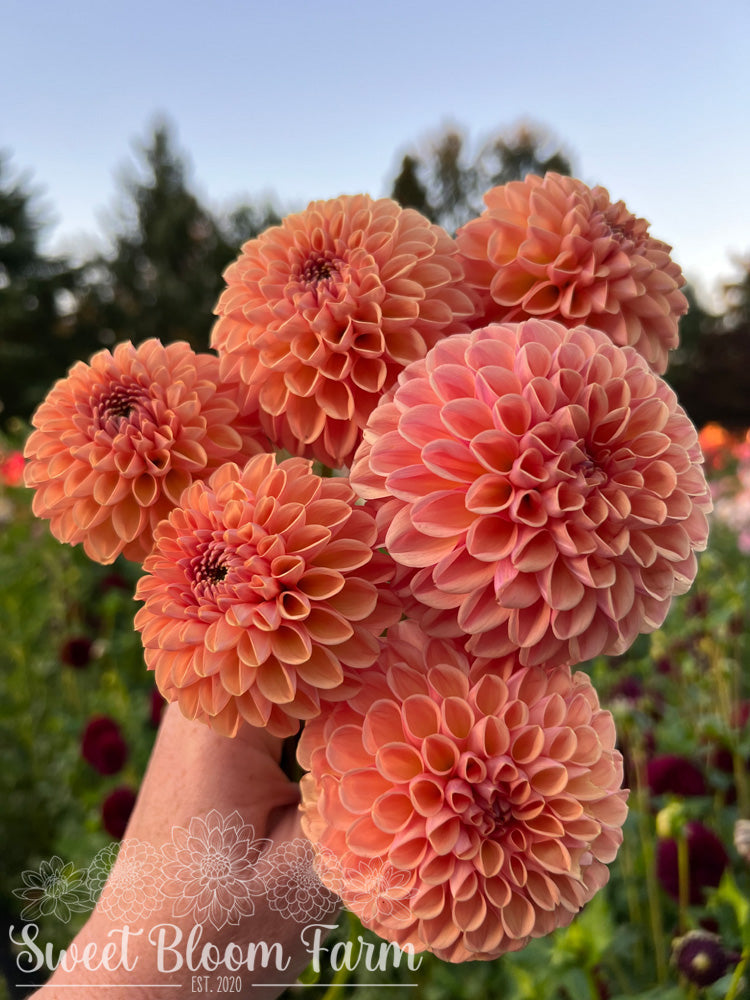 Valley Tawny (B Grade)