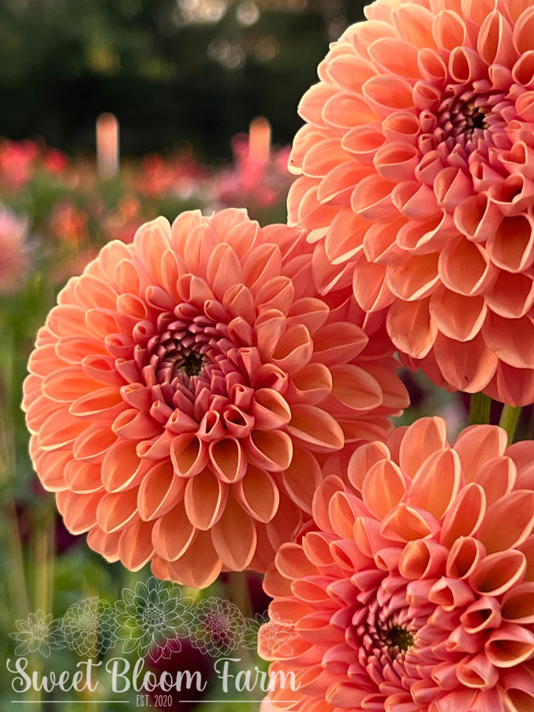 Valley Tawny (B Grade)