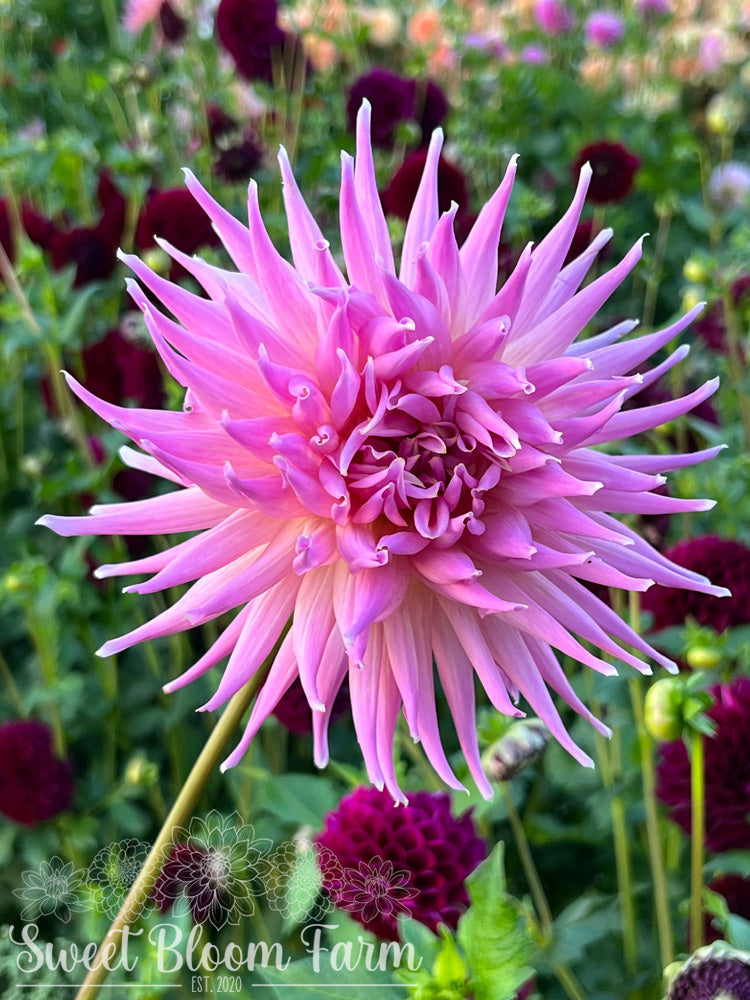 Wyn's Mauve Mist