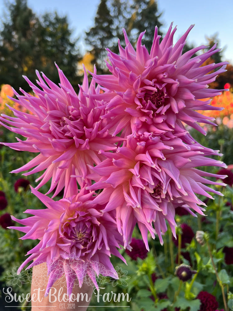 Wyn's Mauve Mist