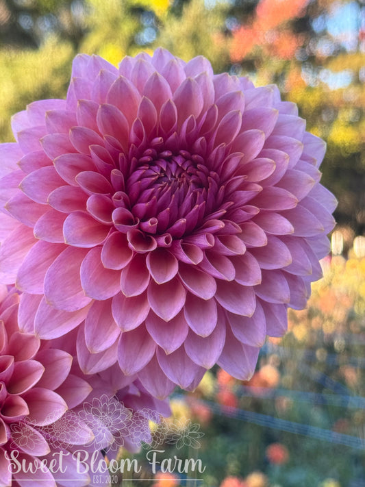 Sweet Sanne - Grade B