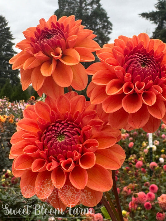 Tahoma Amble - Grade B